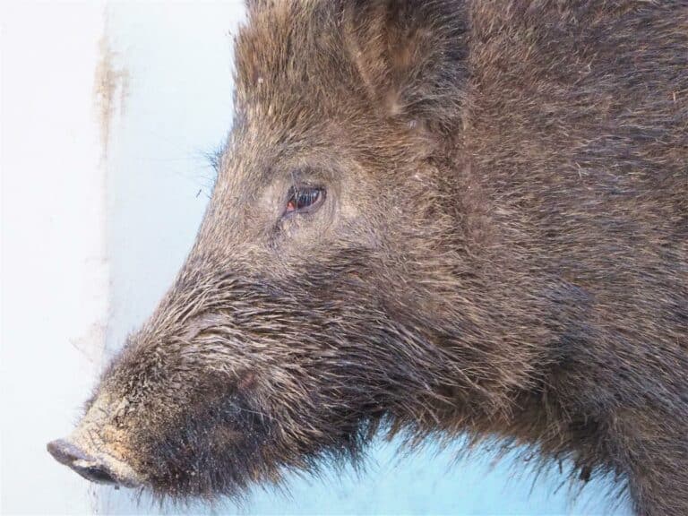 Dzik zabił mężczyznę