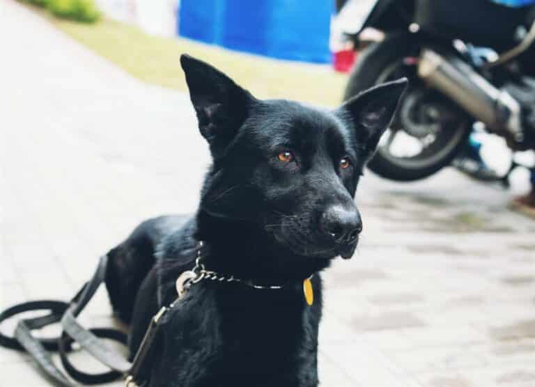 Wzrastają grzywny za niezachowanie ostrożności dla właścicieli zwierząt