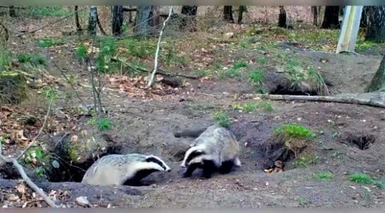 Jak wygląda zabawa borsuków? W sieci pojawiło się nagranie