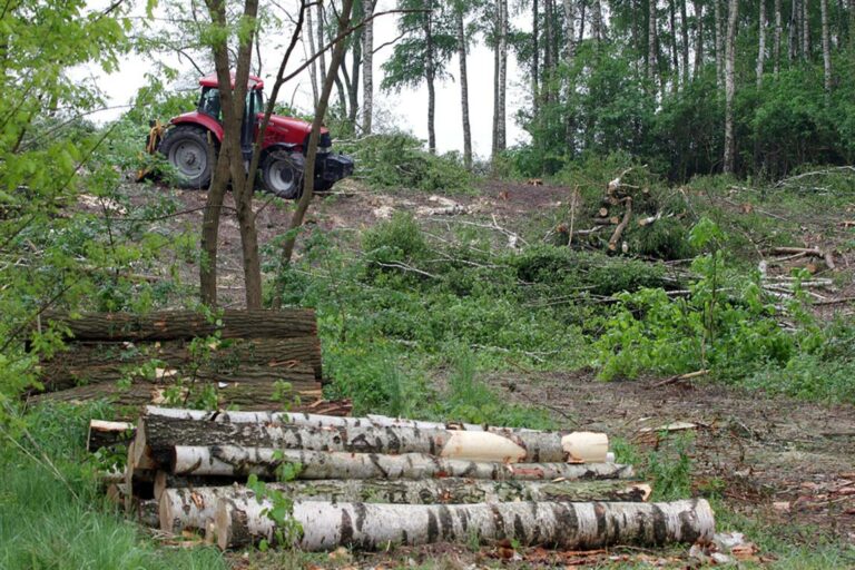 Inwestor wycina las przy Plaży Miejskiej, a jest okres lęgowy ptak&oacute;w. Powstaje nowy hotel?
