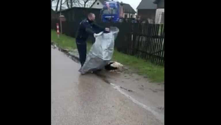 Policja na ratunek rannemu bocianowi