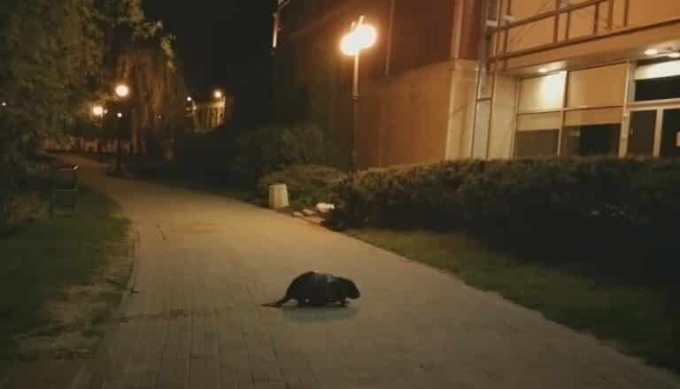 Ogromny bóbr spacerował w centrum miasta