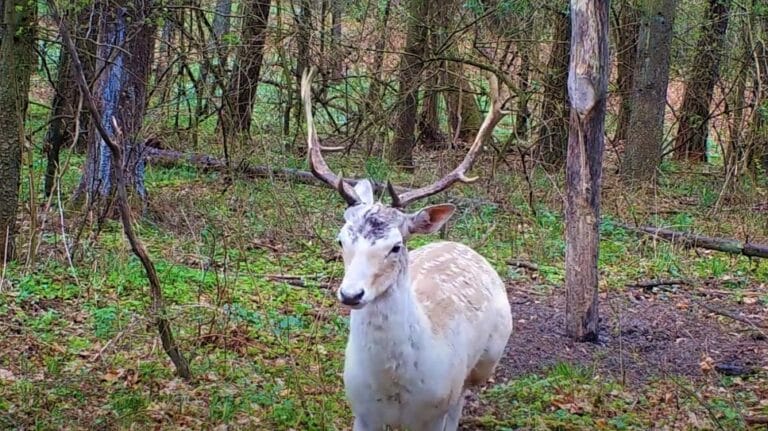 Niezwykle rzadki okaz zarejestrowała kamera umieszczona w lesie