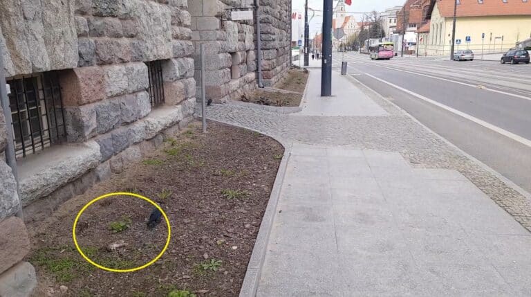 Kolejny martwy szczur w Olsztynie. Tym razem pod urzędem