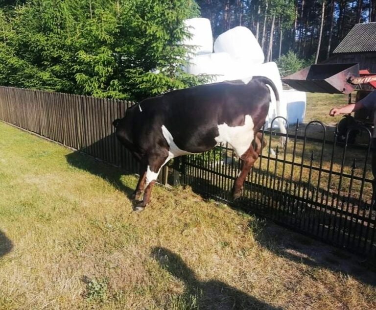 Niezgrabna krowa chciała przeskoczyć przez płot