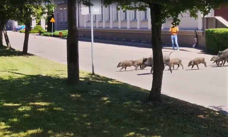 Dzicy „studenci” powrócili do Kortowa