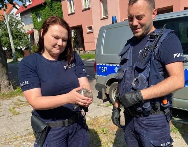 Policjanci uratowali ranne pisklę Na sygnale Olsztyn, Wiadomości