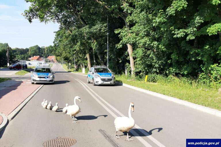 Zmęczone łabędzie szukały schronienia. Pomogli im policjanci