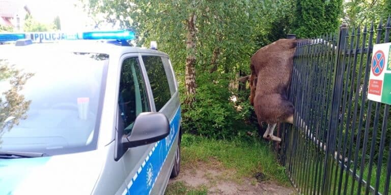 Łoś nadział się na ogrodzenie podczas skoku. Zwierzę nie przeżyło