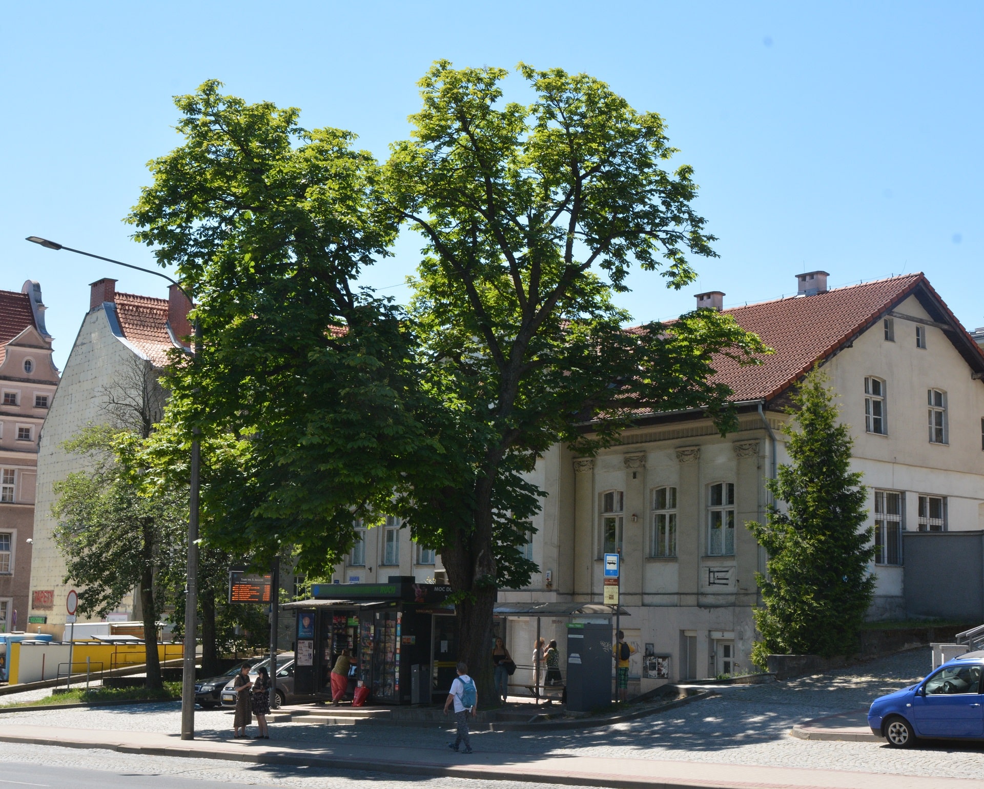 Na ratunek kasztanowcowi białemu Olsztyn, Wiadomości, zShowcase