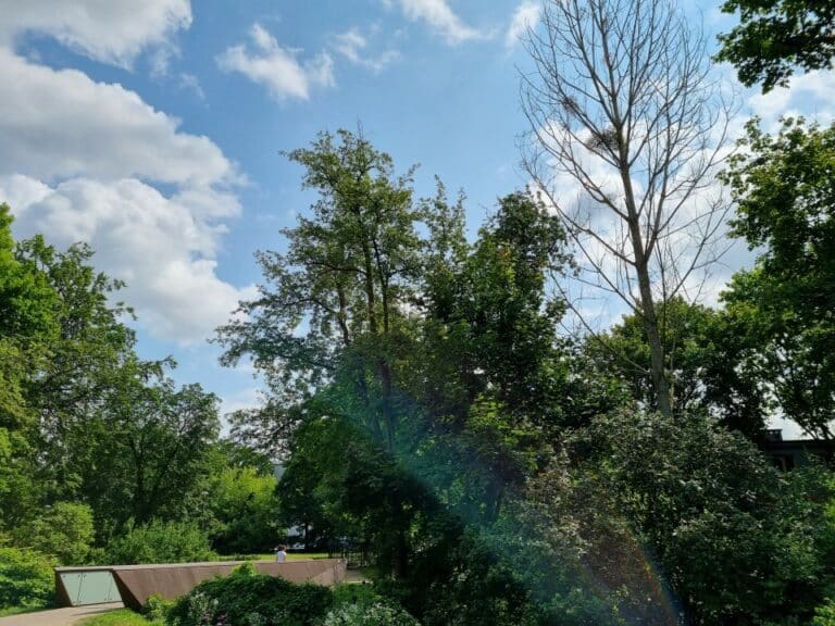 Suche drzewa w mieście stanowią zagrożenie. &bdquo;Kiedy dojdzie do tragedii?&rdquo; &ndash; pyta czytelnik.