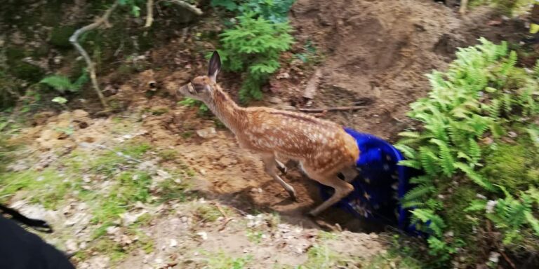 Strażacy na ratunek zwierzęciu, które wpadło do bunkra