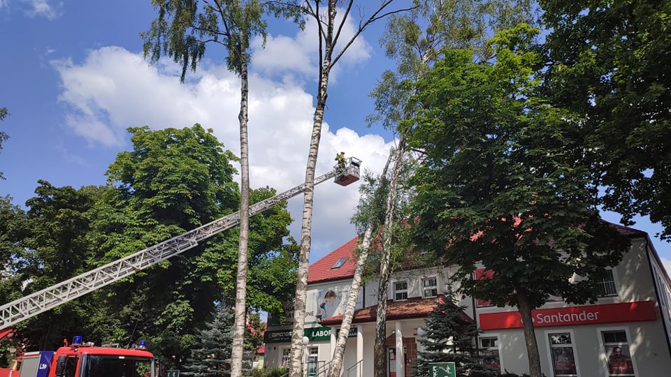 Drzewo spadło na bank drzewo Wiadomości, Olsztyn