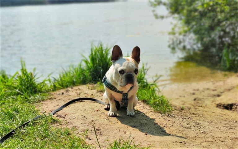 Plaża nie dla ps&oacute;w? Sołtys nie zezwolił, by buldog Staszek pozostał na plaży