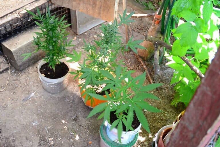 W gołębniku zamiast gołębi hodował marihuanę