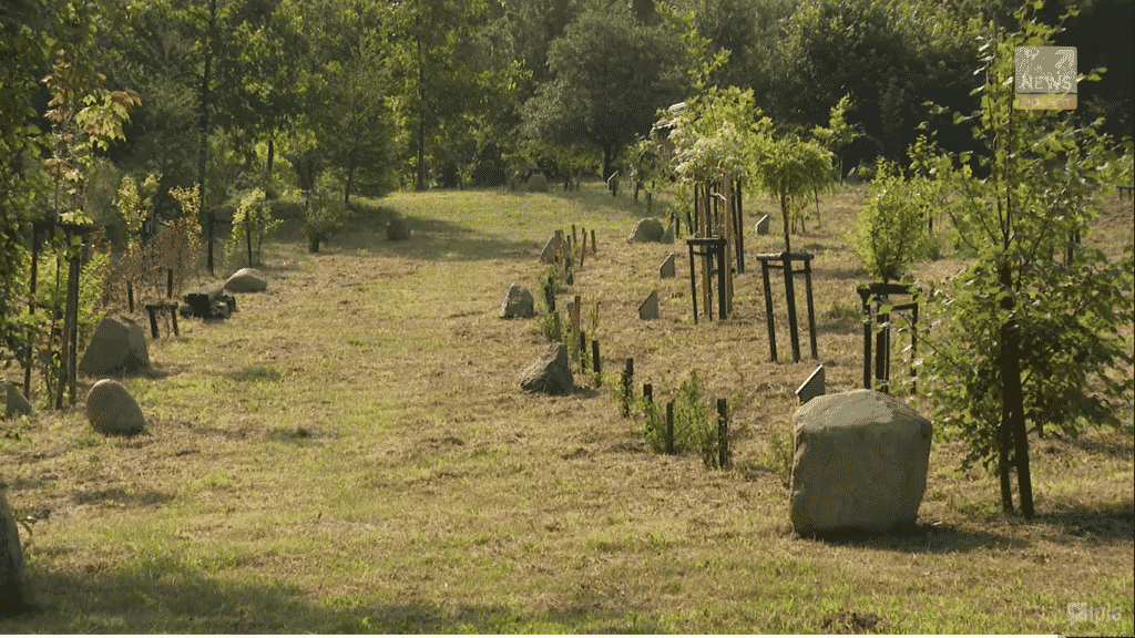 Pod Olsztynem powstał wyjątkowy park. Mieszkańcy sadzą drzewo wraz z narodzinami dziecka