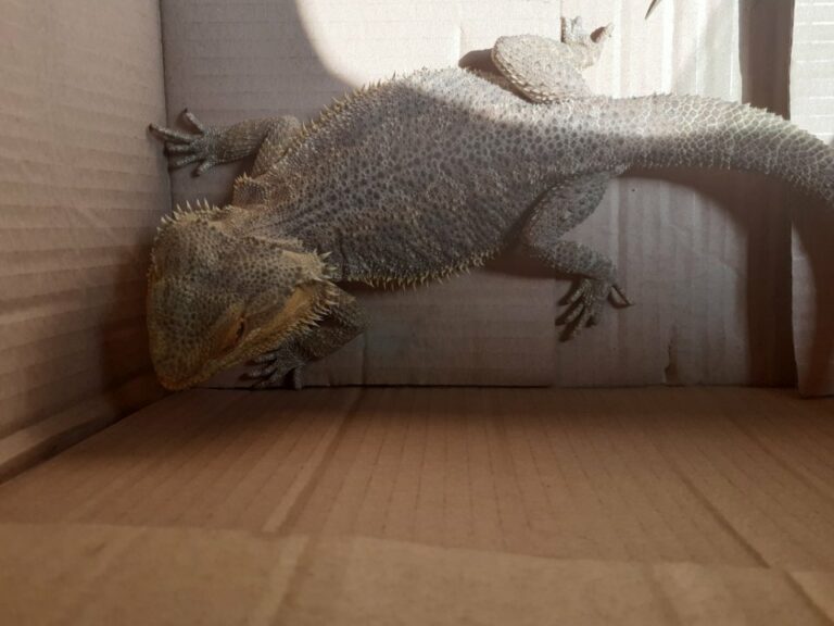 Dziwne zwierzę spacerowało po olsztyńskim parkingu