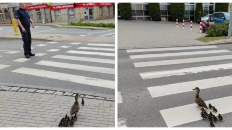 Policjanci na ratunek kaczej rodzinie