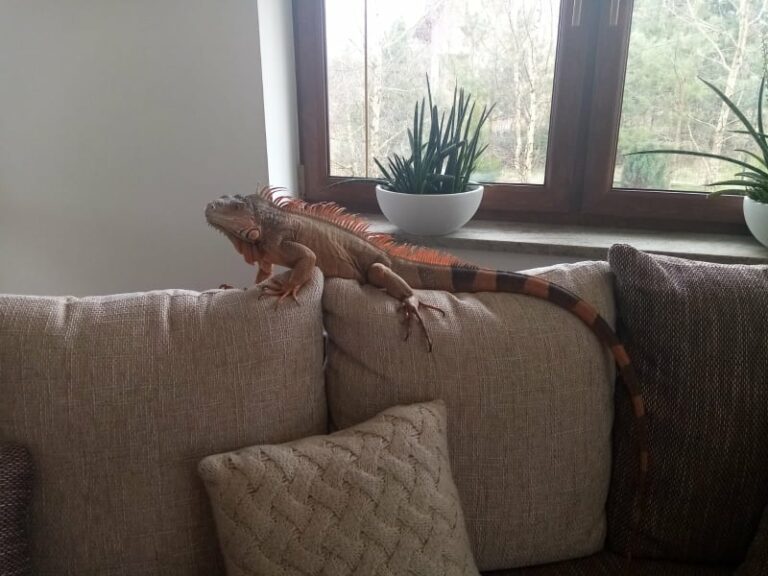 Legwan Julian wciąż poszukiwany. Czy jest wpisany do rejestru?