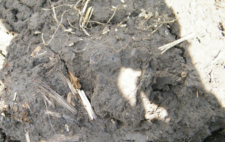 Archeolodzy odkryli kolejne karolińskie denary z IX wieku