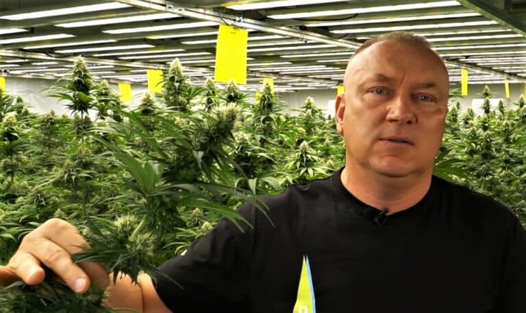 Są dla roślinek bogiem. Szykują się do hodowli marihuany leczniczej. To jedyna taka plantacja w Polsce