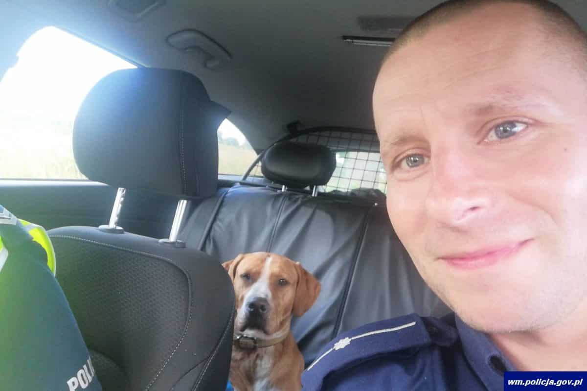 Funkcjonariusz na ratunek bezdomnym psom zwierzęta Olsztyn, Wiadomości, zShowcase