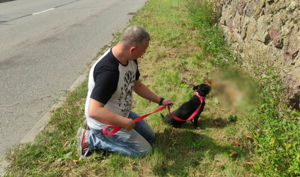 Policjant uratował potrąconego psa. Drugi nie przeżył pies Wiadomości, Olsztyn