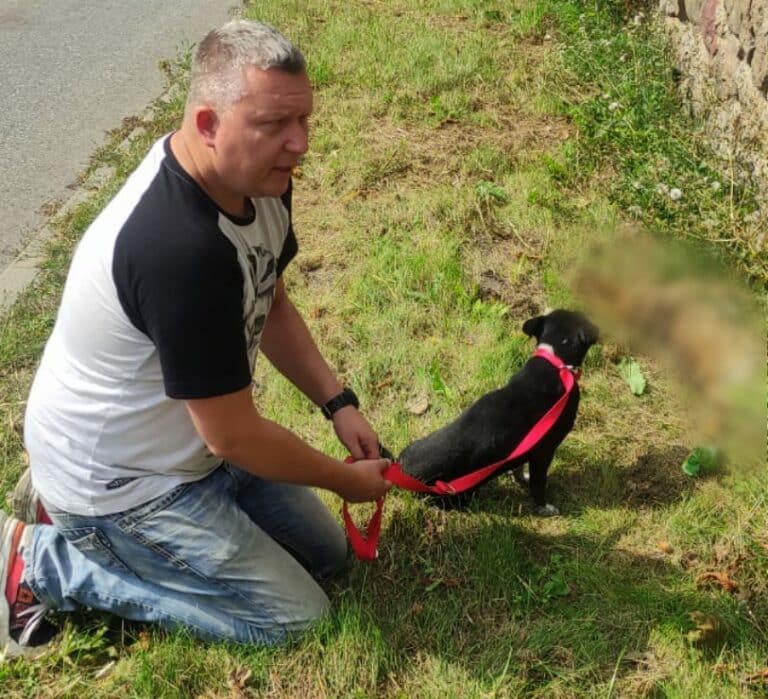Policjant uratował potrąconego psa. Drugi nie przeżył