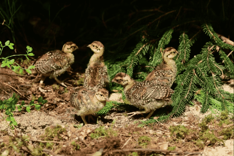 Rekordowa liczba odchowanych cietrzewi