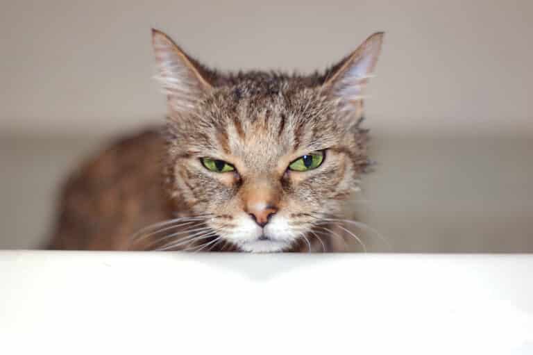 Kot utknął pod wanną. Po czterech dniach uwolnili go strażacy