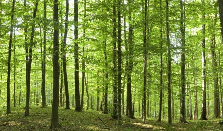 Na sprzedaż trafia duża działka w atrakcyjnej lokalizacji Olsztyna