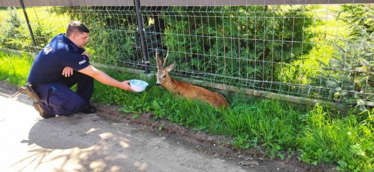 Policjanci z Olsztyna napoili wycieńczonego jelonka