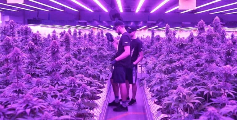 Poznajcie Cannabisland. Jedyna taka w Polsce, ekologiczna i nowoczesna farma konopi