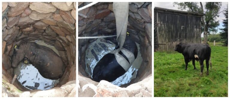 Akcja ratunkowa strażak&oacute;w. Do studni wpadł&hellip; byk