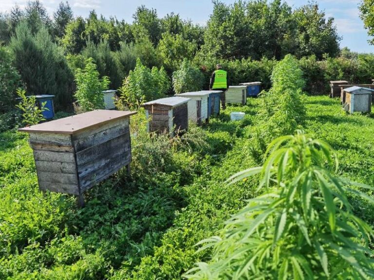 Uprawiał marihuanę, bo dobrze wpływała na kondycję pszcz&oacute;ł