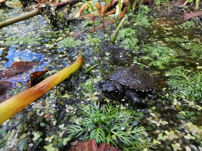 Naukowcy uratowali 25 małych żółwi. Wypuścili je na wolność