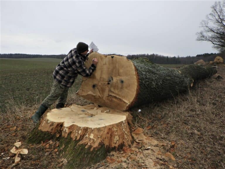 Wycięto ponad dwadzieścia wiekowych dębów. Niektóre miały nawet 200 lat