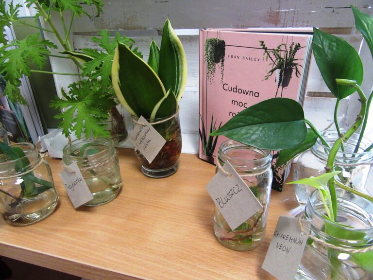 Bibliotekarze zorganizowali akcję adopcji roślin w Olsztynie