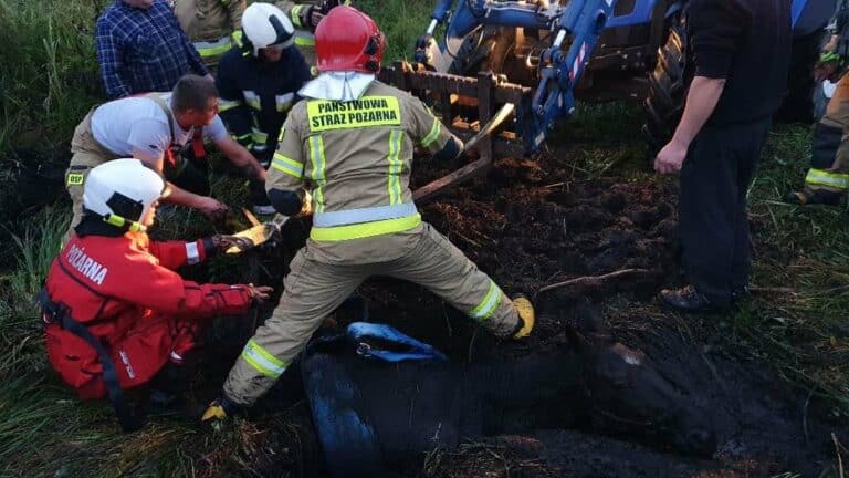 Strażacy uwolnili konia uwięzionego na torfowisku. Zwierzę wróciło do stajni