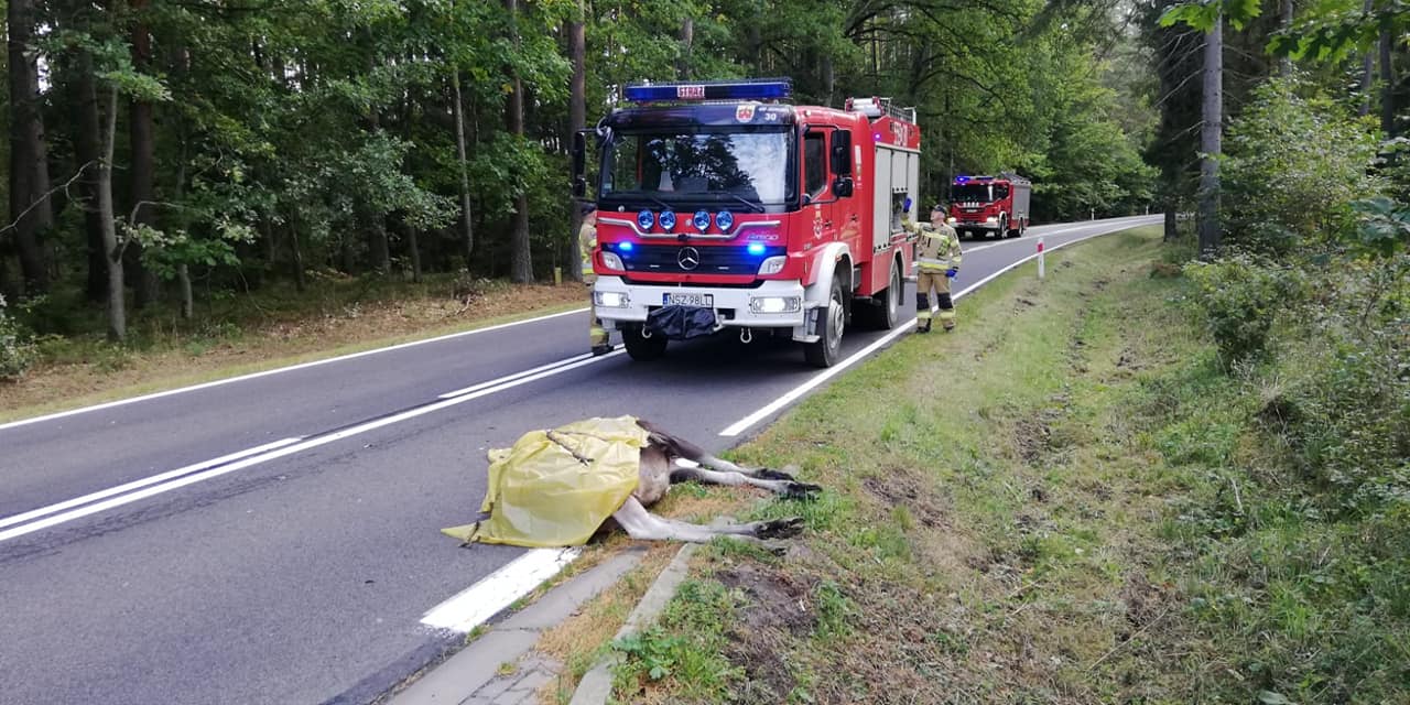 Auto osobowe zderzyło się z łosiem. Zwierzę nie przeżyło wypadku wypadek Wiadomości, zShowcase