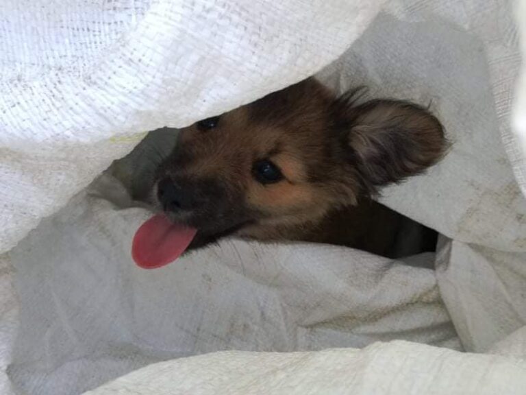 Szczeniak porzucony w lesie. Przeżył dzięki grzybiarzom