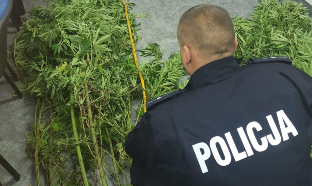 19-latek uprawiał marihuanę. Grozi mu 8 lat więzienia narkotyki Wiadomości, Lidzbark Warmiński, Olsztyn