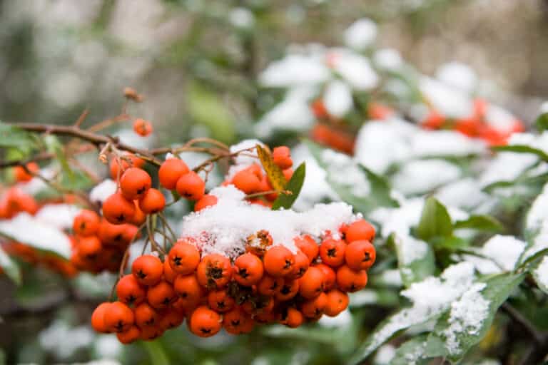 IMGW: „Początek zimy nie powinien przynieść większych chłodów”