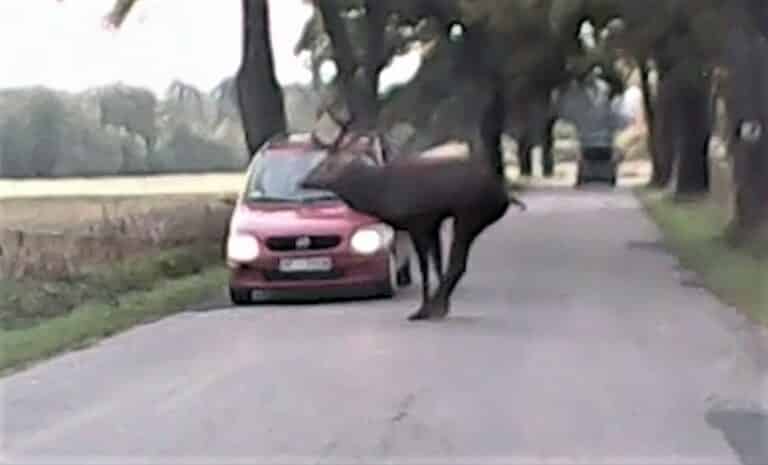 Kierowca był bez szans. Jeleń wskoczył przed rozpędzone auto