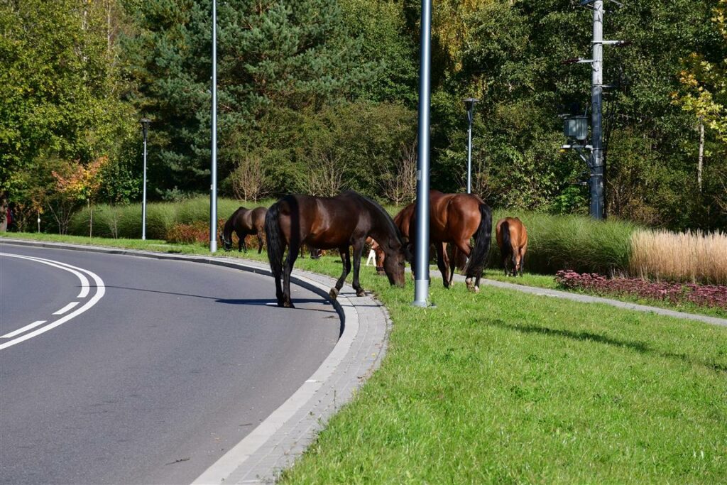 Stado koni biegało po Olsztynie Wiadomości, Olsztyn