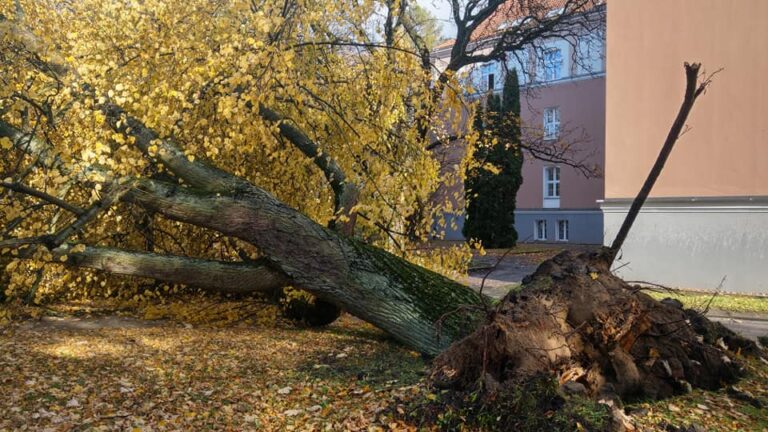 Kortowskie drzewa powalone!