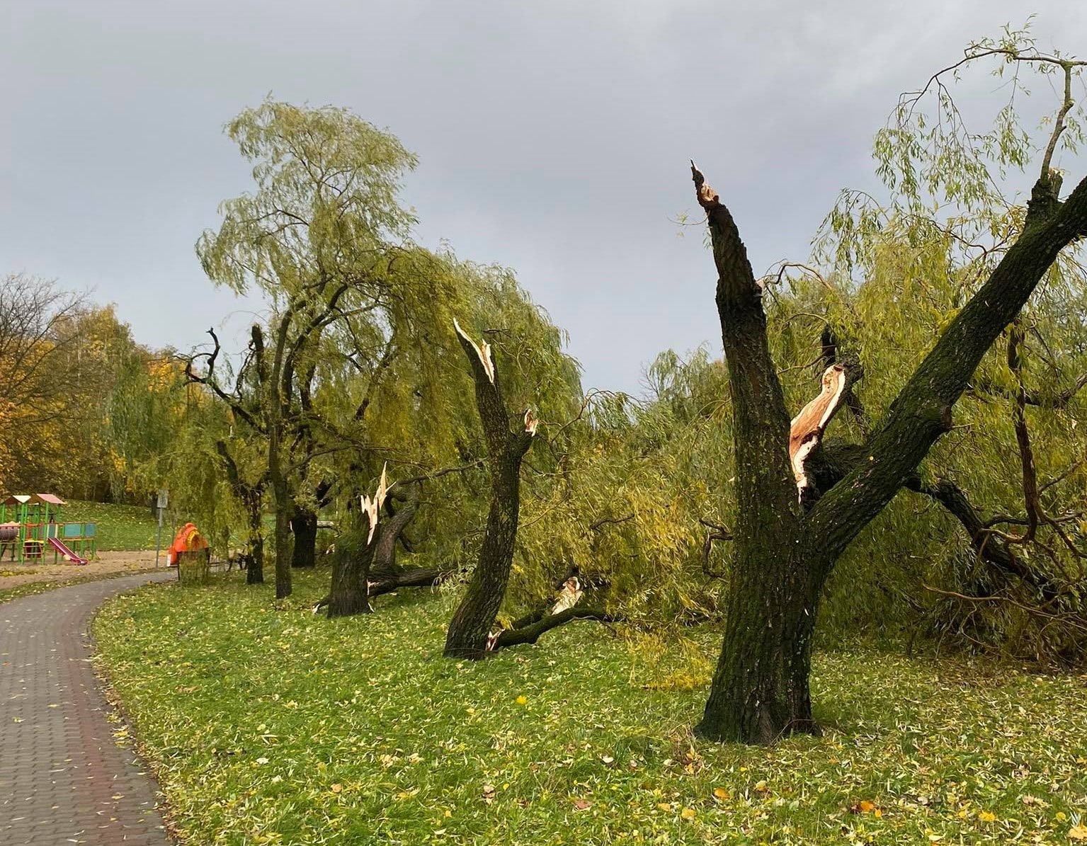 Nawałnica połamała dziesiątki drzew w Olsztynie pogoda Olsztyn, Wiadomości, zShowcase