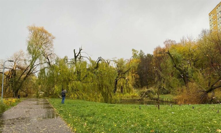 Park Kusocińskiego bez drzew. Zobacz zdjęcia