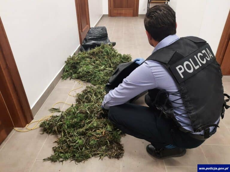 Wracał seatem ze zbiorów. Miał w samochodzie 9 kilogramów marihuany