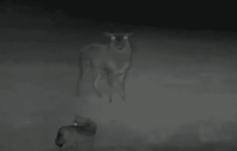 Niecodzienne nagranie! Zarejestrowano starcie wilka z jeleniem